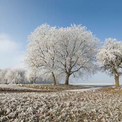 Frost covering trees and a grassy field in Loma